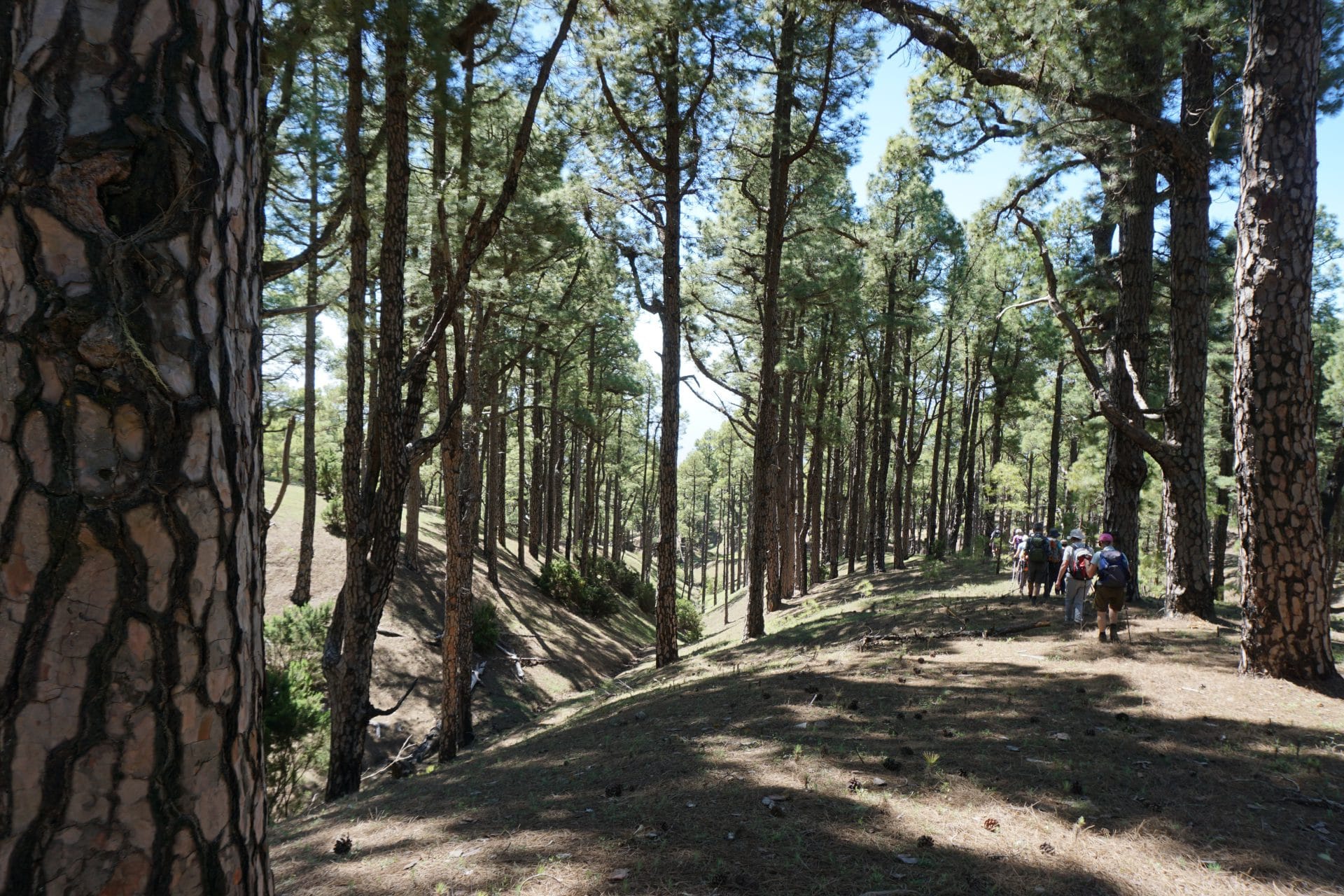 Ile-canaries-hierro_helyum_trekking_photo_pinar_Espagne