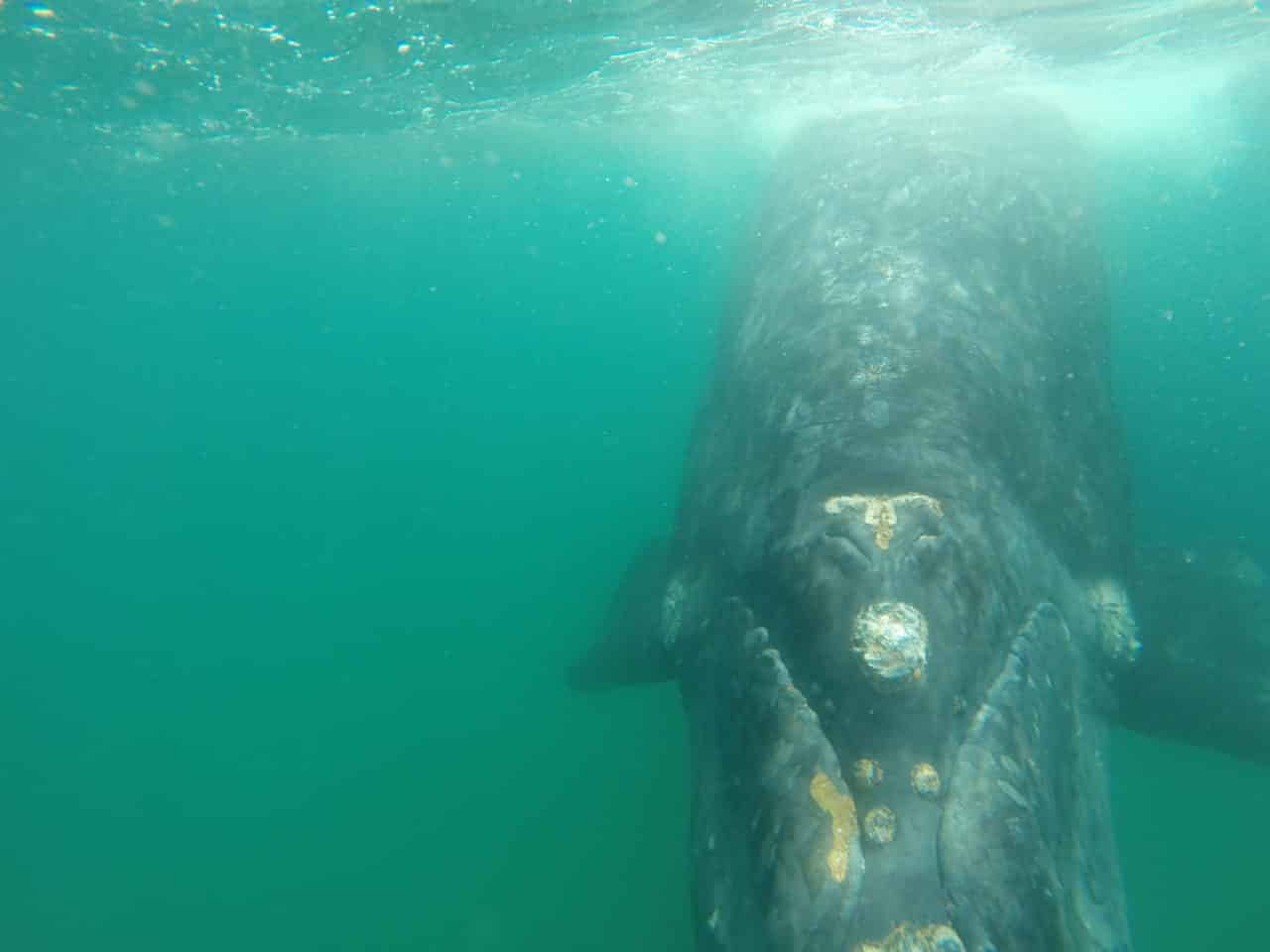 Rencontre avec une baleine franche