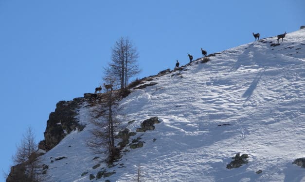 <span style="font-size:1.5em;"><span class="caps">SKI</span> </span><br> Maljasset <br> /// Février 2021 /// <br><span style="color: #b0cc00;">Places disponibles</span>