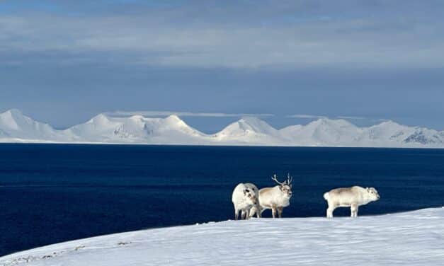 <span style="font-size:1.5em;"> SKI </span><br/> Svalbard Norvège <br/> /// 16 au 24 mai 2026 /// <br/><span style="color: #b0cc00;"> places disponibles </span>