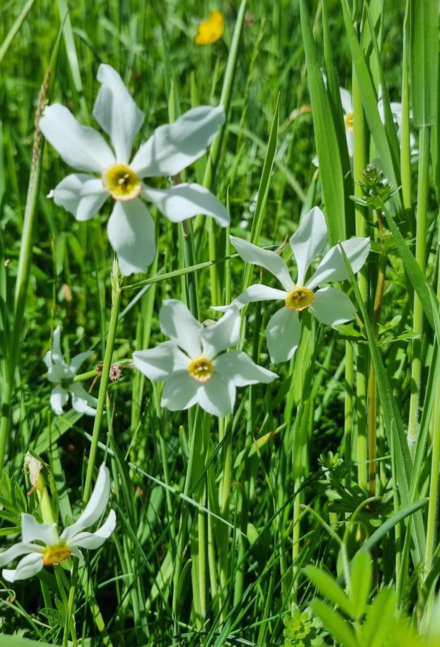 narcisses a capriasca Helyum.ch trek au tessin