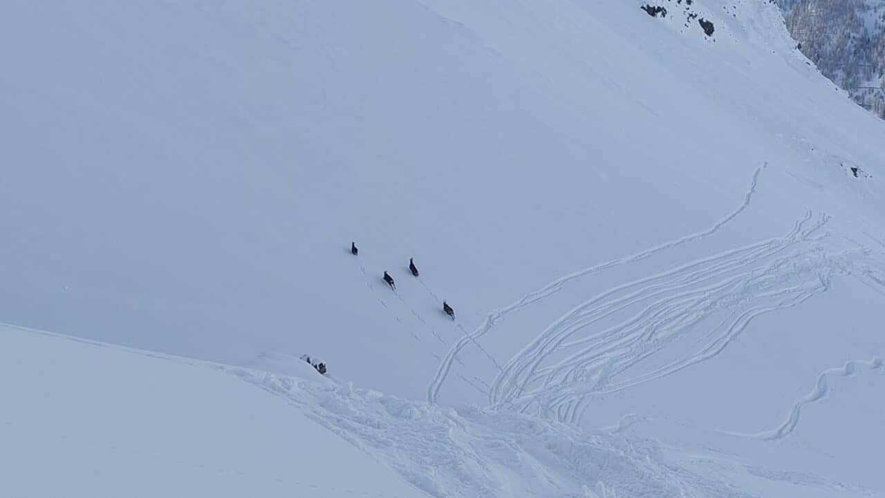 Les Chamois au Petit Mont-Mort Helyum.ch