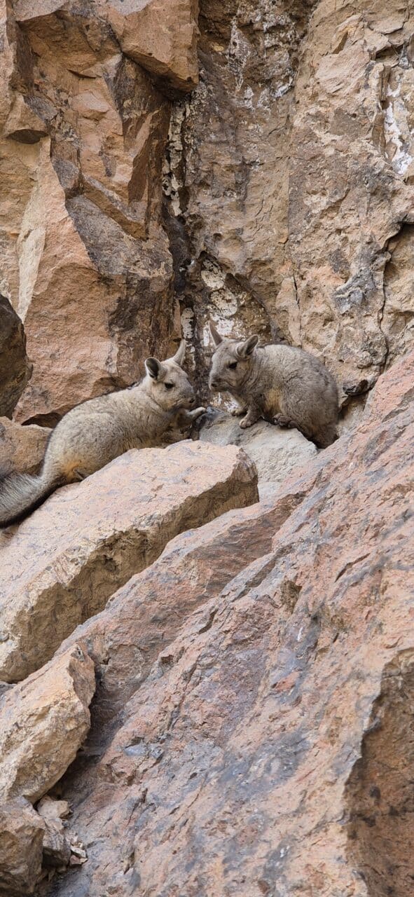 Helyum.ch la buitrera argentine chichillones