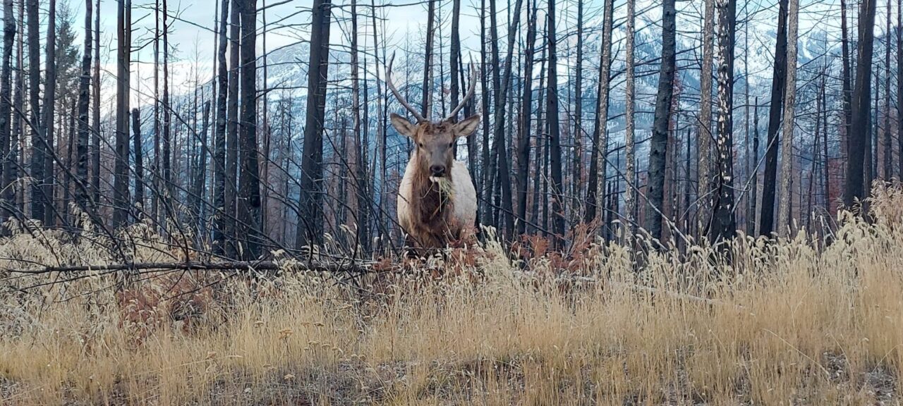 Jeune wapiti . Jasper