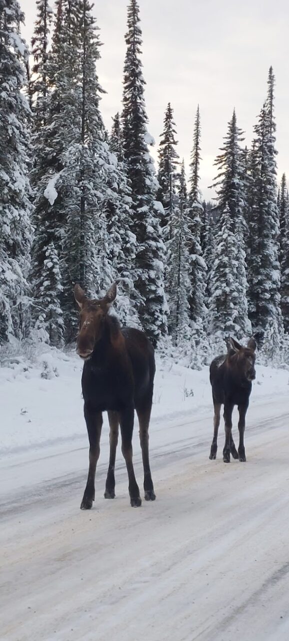 Orignals Parc national de Jasper