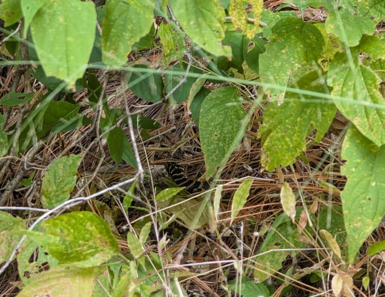 Serpent rencontré durant l’approche d’El Gigante au Mexique.