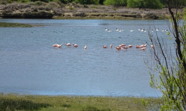 <span style="font-size:1.5em;"> ESCALADE </span><br> Patagonie Argentine <br> /// Octobre – novembre 2026 ///<br><span style="color: #b0cc00;"> Départ Garanti </span>