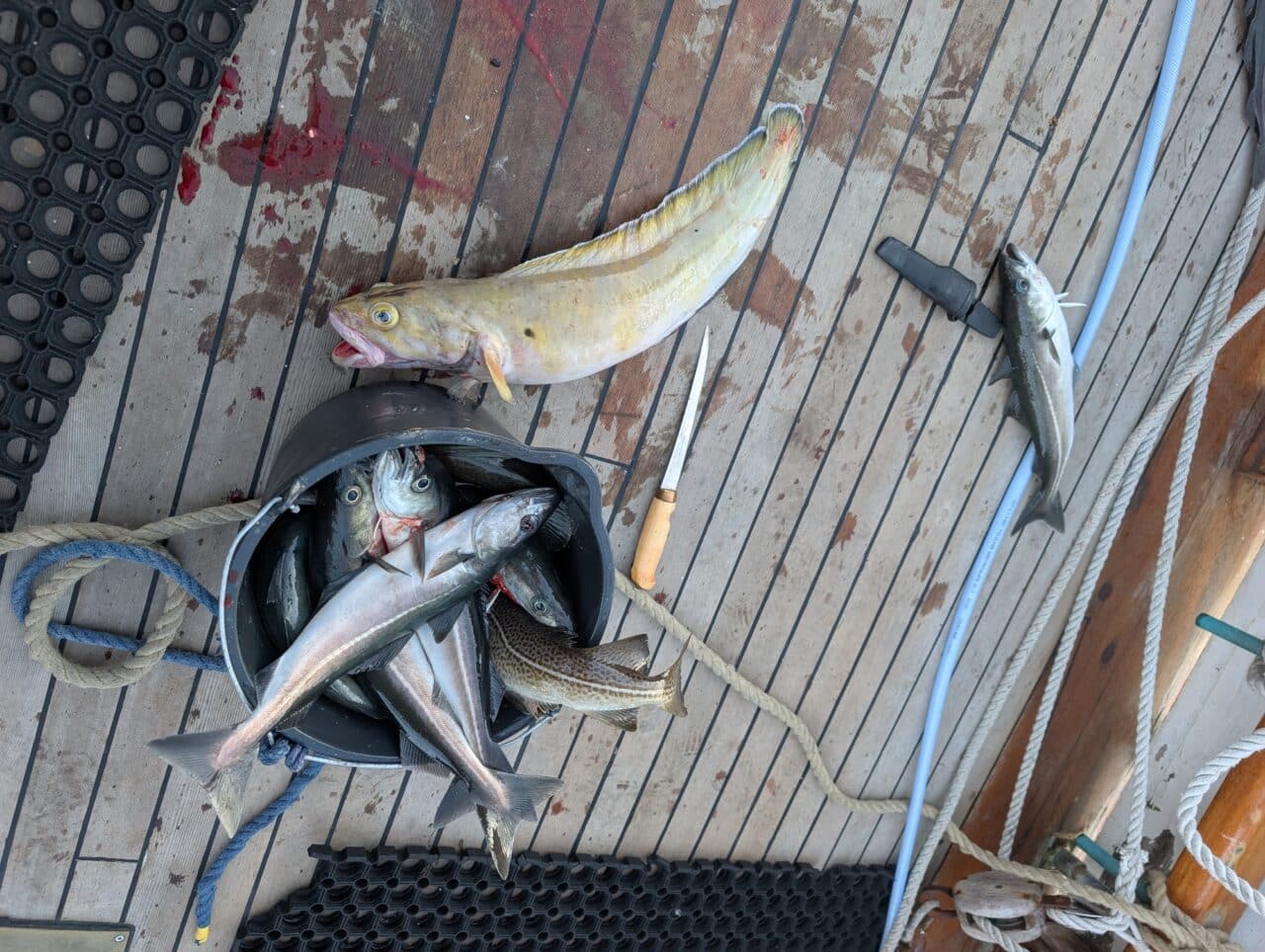 Poissons fraîchement pêchés sur le pont d’un bateau dans le Finnmark en Norvège lors d’un séjour ski bateau