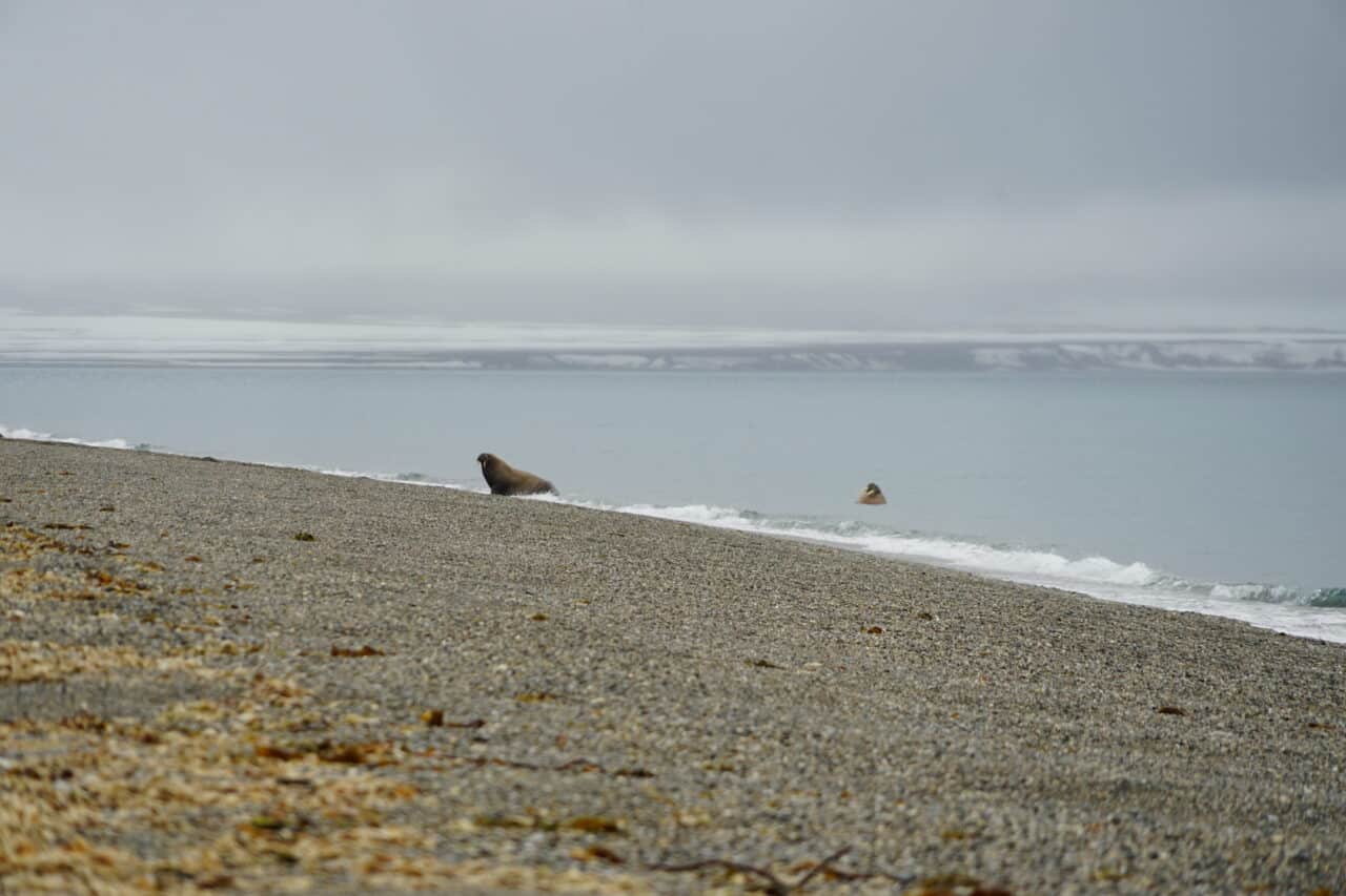 Morses sur une plage du Svalbard au bord d'un fjord arctique