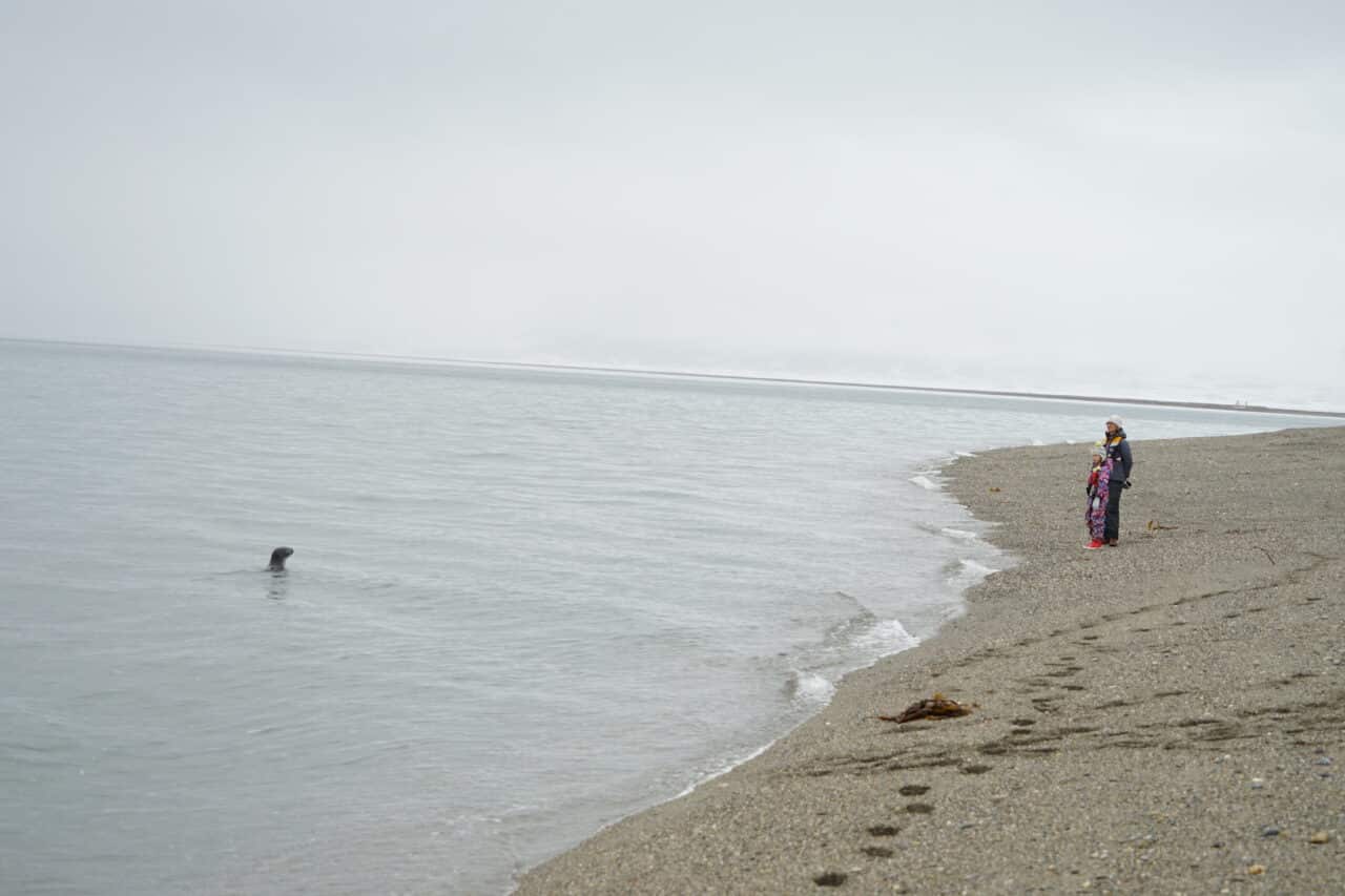 Phoque observant les visiteurs dans les eaux du Svalbard