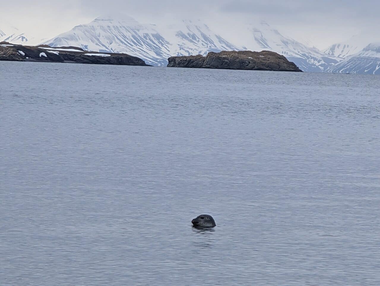 Phoque nageant dans un fjord du Svalbard avec les montagnes enneigées en arrière-plan