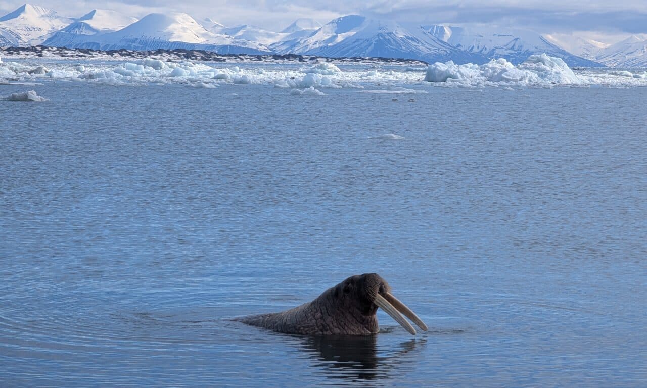 <span style="font-size:1.5em;"> SKI </span><br/> Svalbard Norvège <br/> /// 24-30 mai 2027 /// <br/><span style="color: #b0cc00;"> Places Disponibles </span>