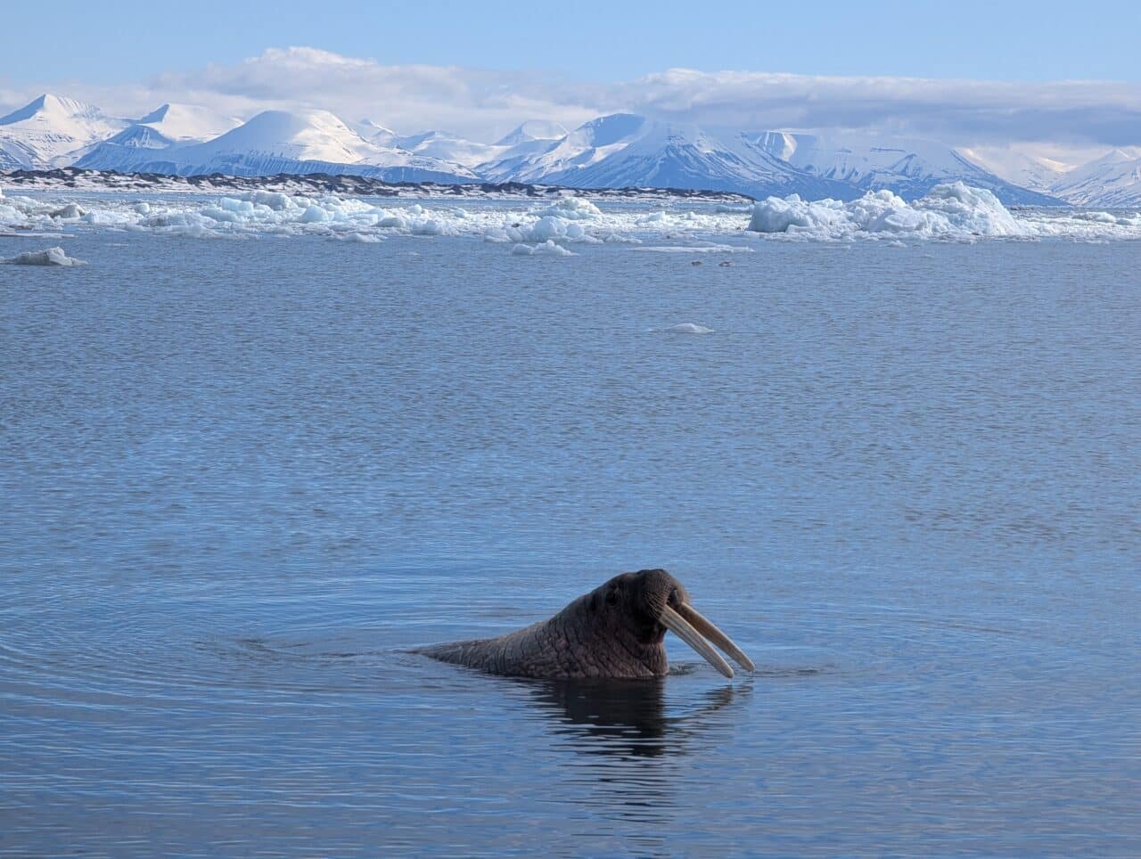 Morse nageant dans un fjord du Svalbard entouré de glace et de montagnes enneigées
