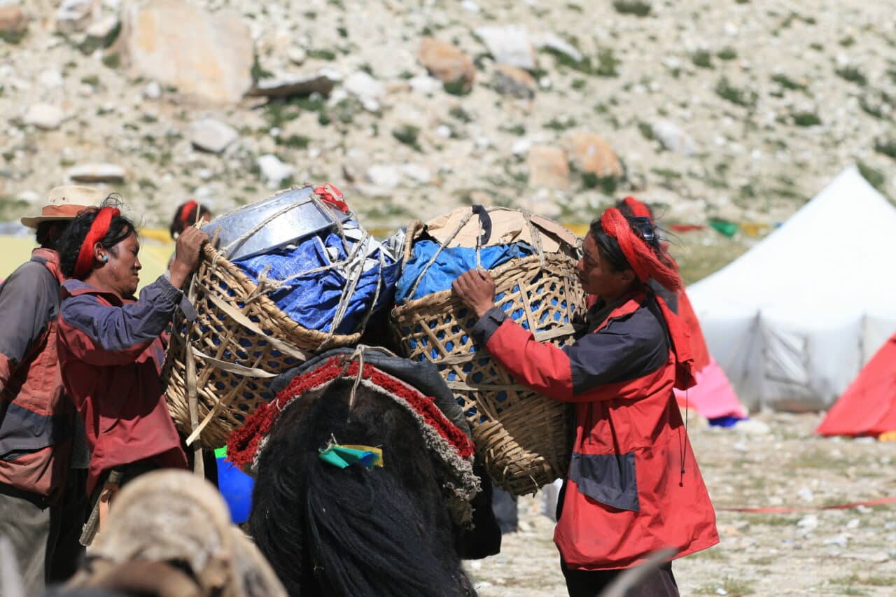 Chargement des yack pour le camp de base Cho Oyu 8201 Helyum.ch